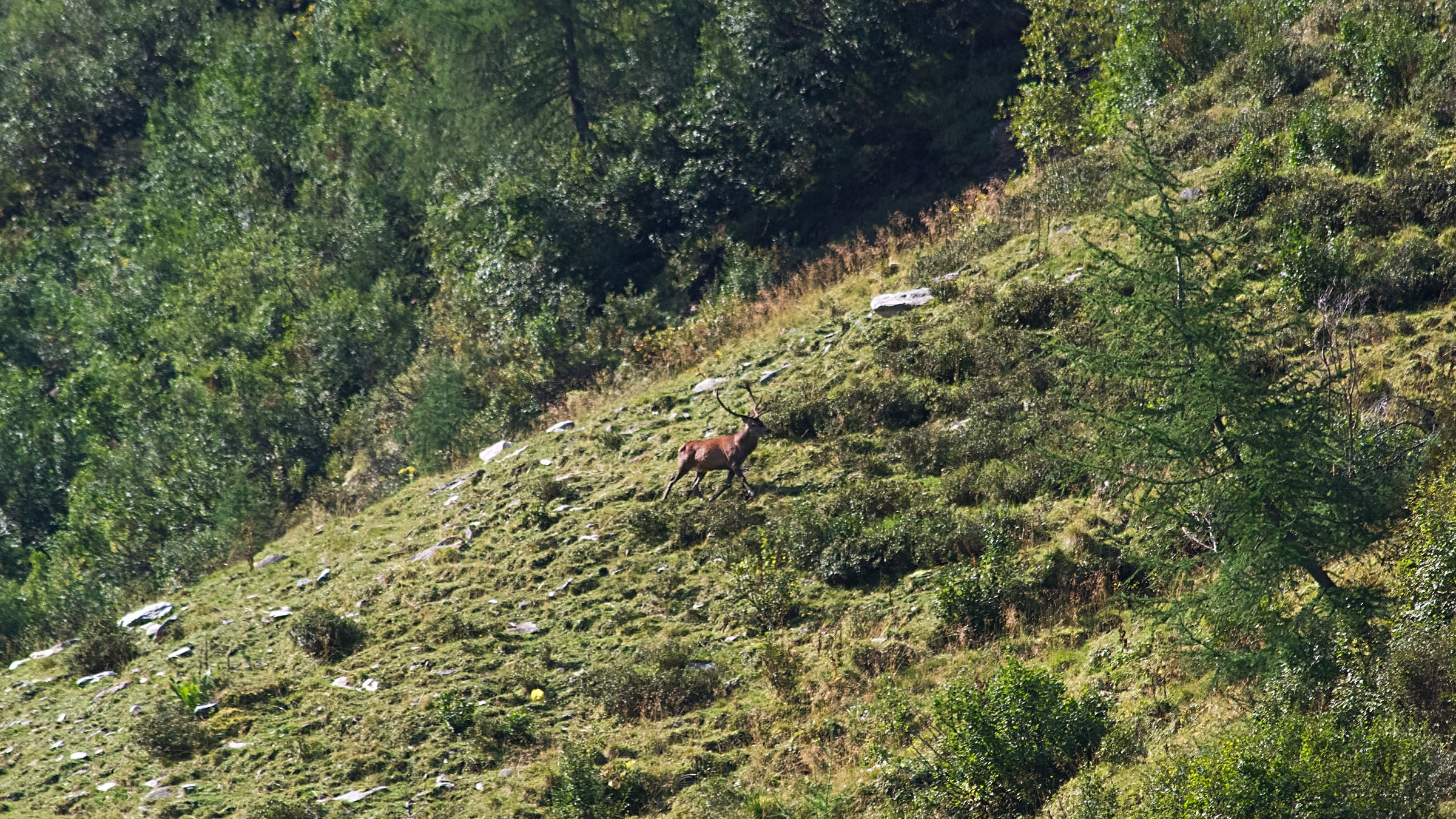 Ein kapitaler Hirsch auf Besuch in Lasnitzen.