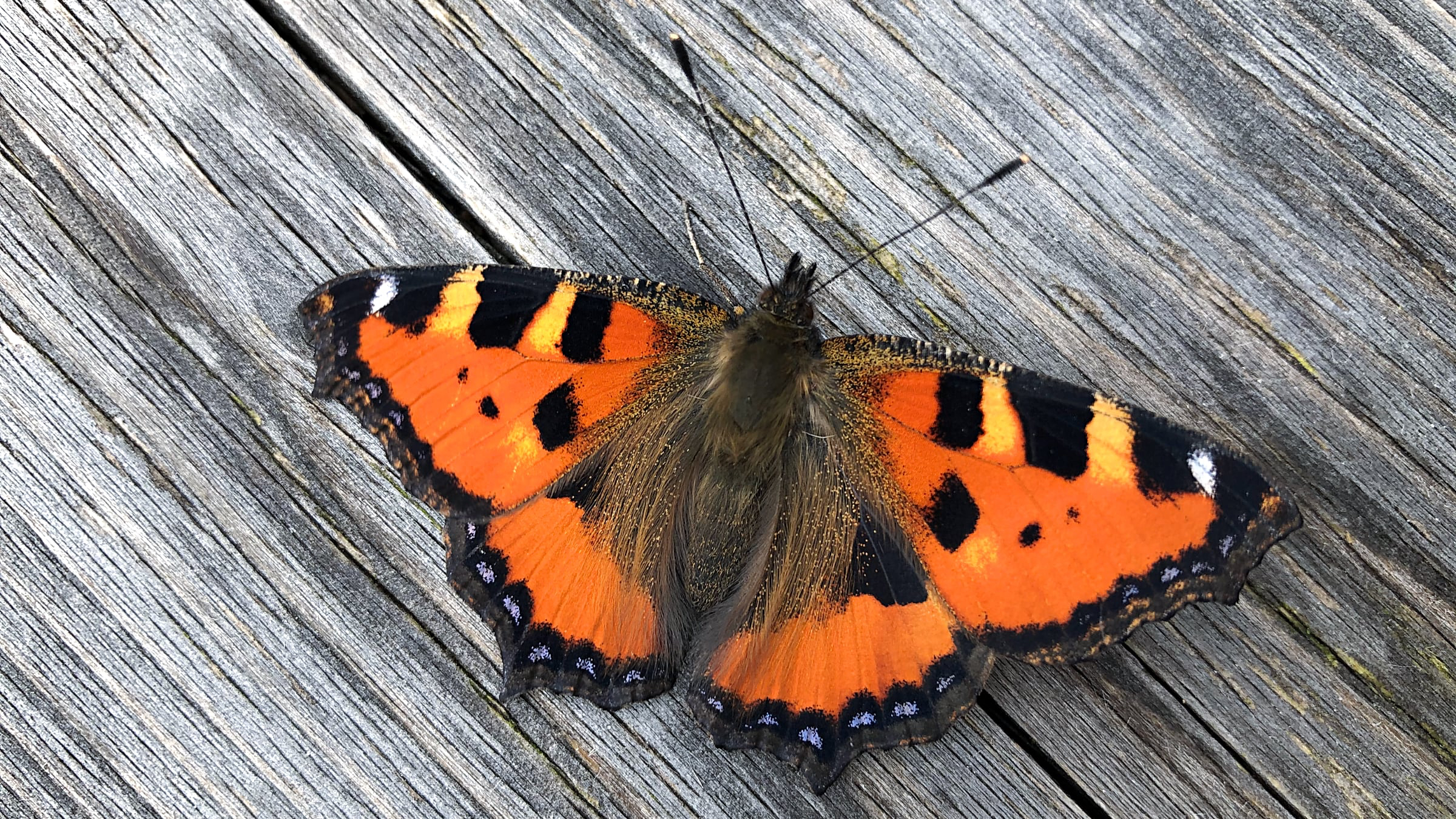Ein wundersch&ouml;ner Kleiner Fuchs auf einem Tisch unserer Terasse.