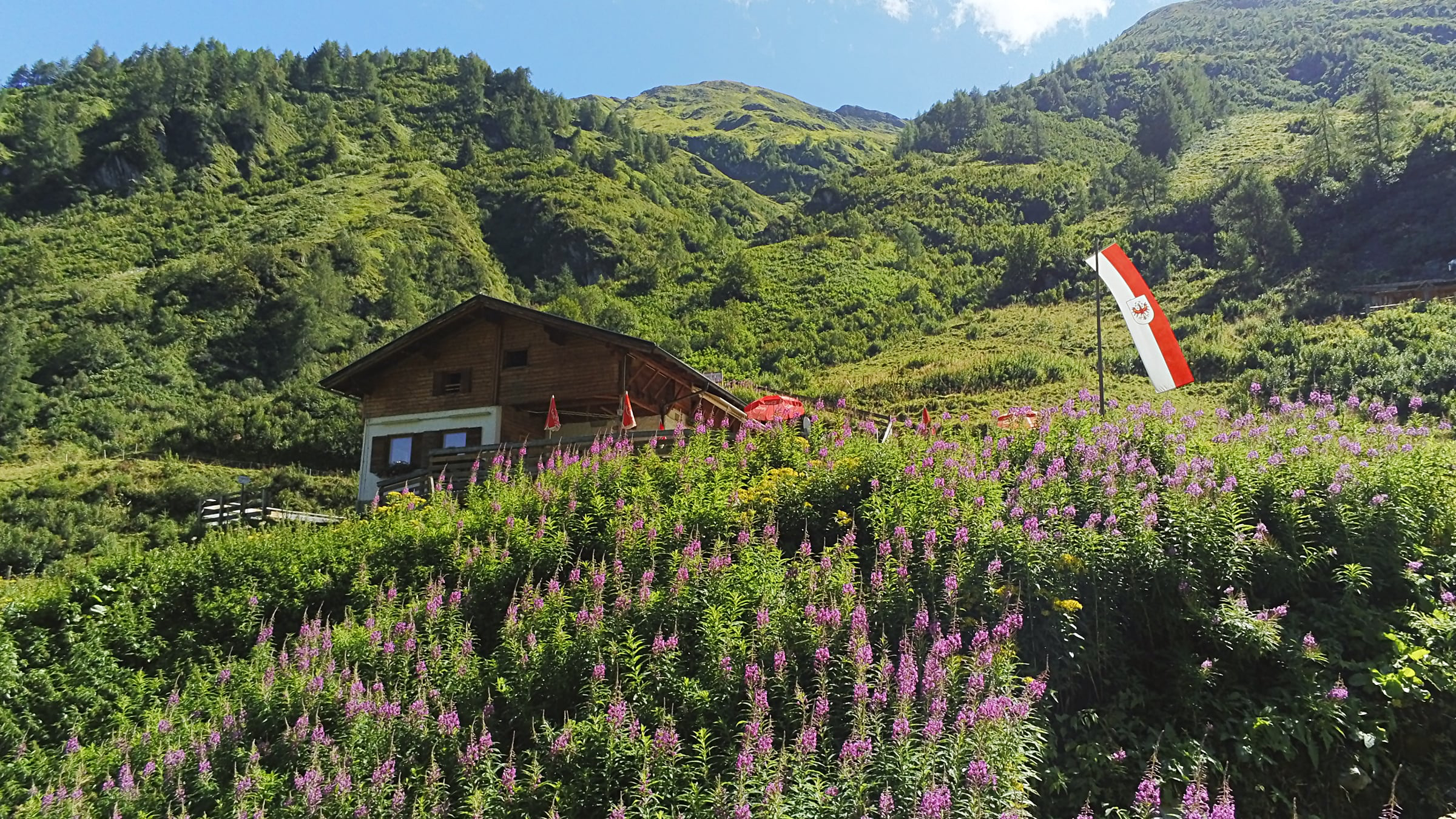 Weidenr&ouml;schen, Lasnitzenh&uuml;tte im Hintergrund