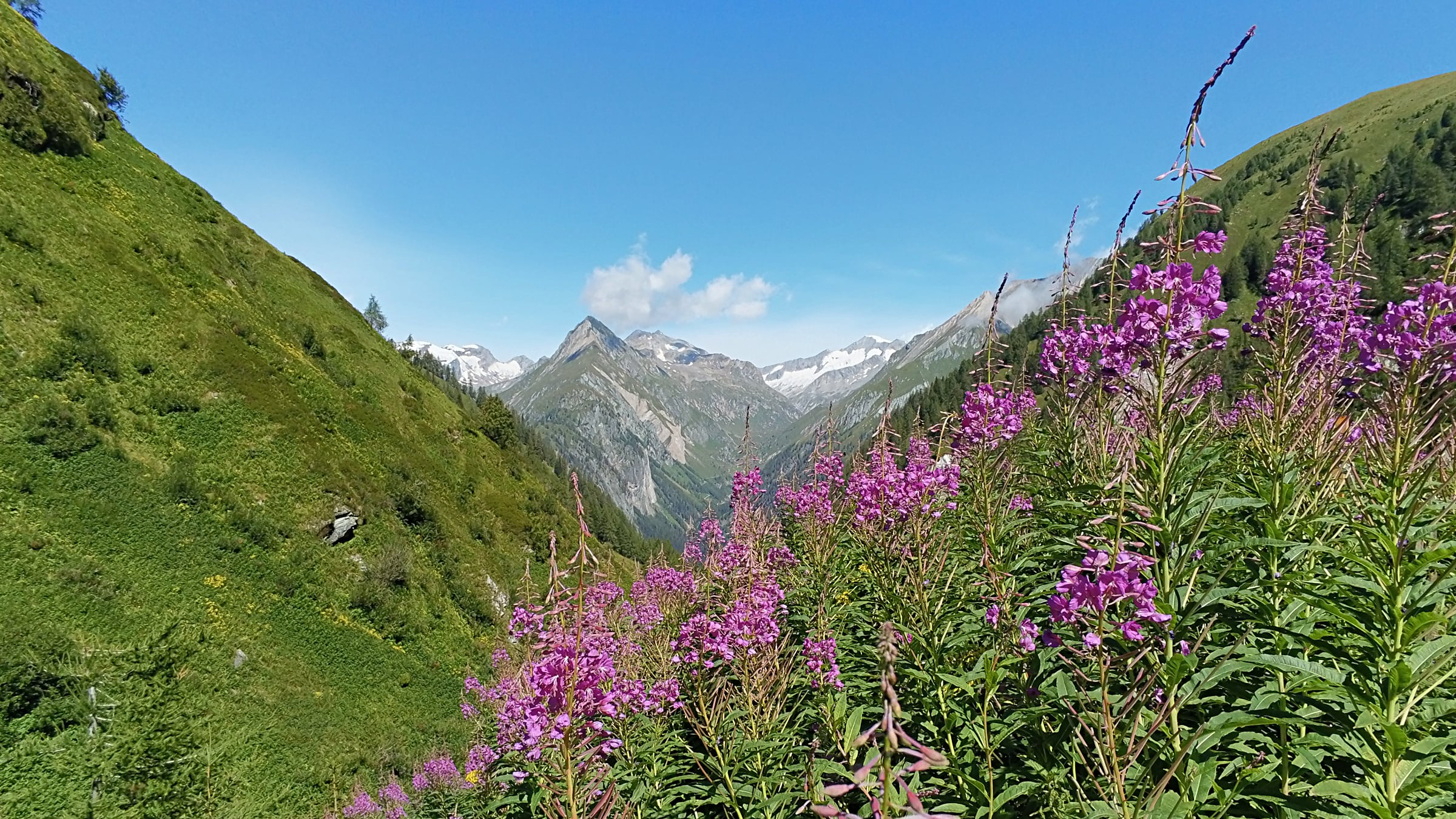 Weidenr&ouml;schen im Nahbereich der H&uuml;tte