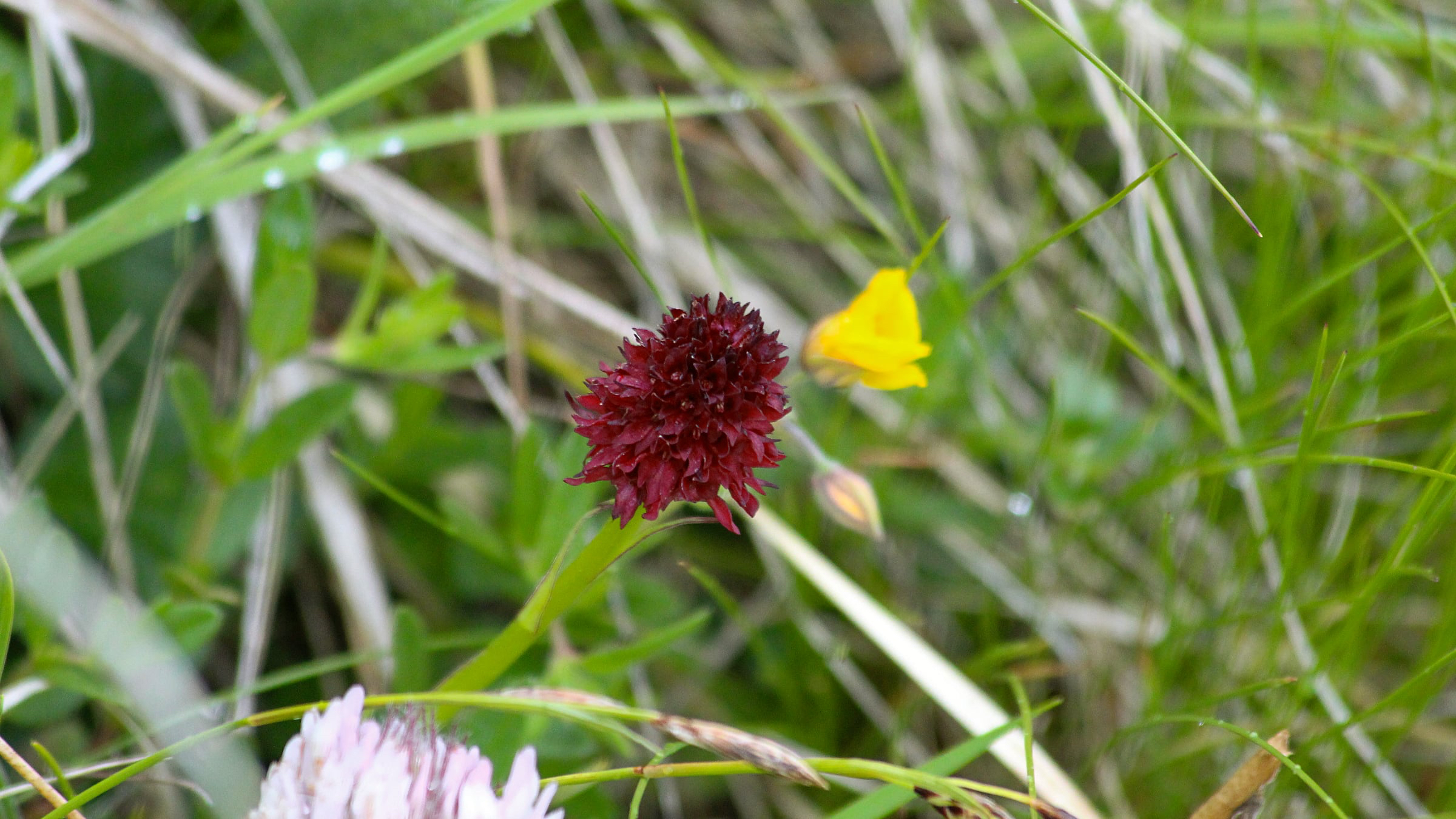Alpenbrunelle, auch Blutstropfen genannt